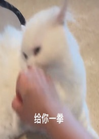 喵喵喵by
